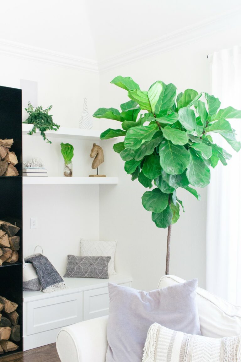 Our Favorite Houseplants + Care Tips