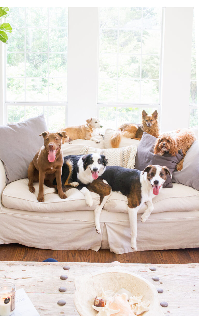 Dogs and Decor – Pet Friendly Design