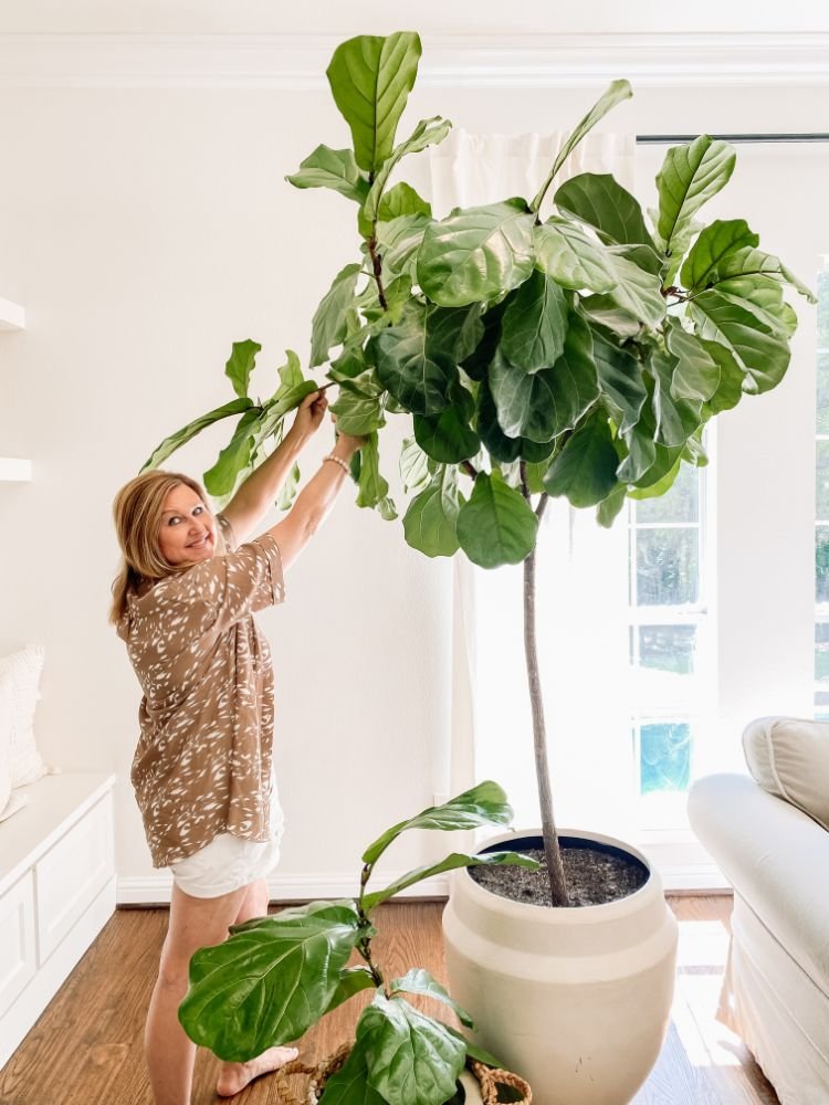How to Propagate a Fiddle Leaf Fig Tree + Other House Plants